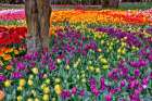 USA, Washington State. Skagit Valley, tulips blooming in garden Art Print